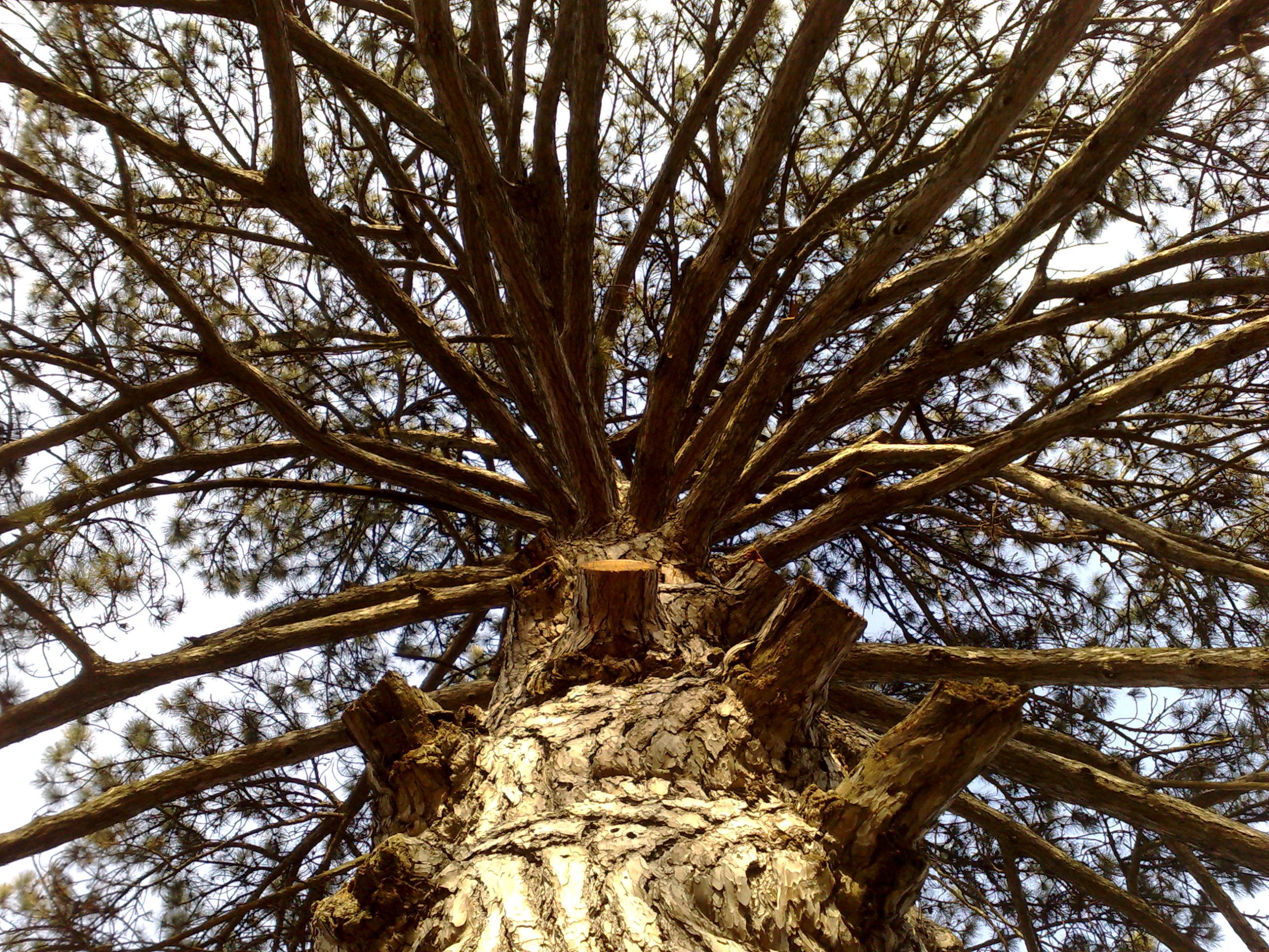 growing seed