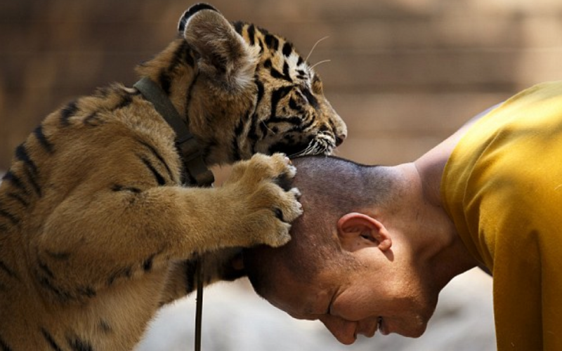 tigerbuddhist
